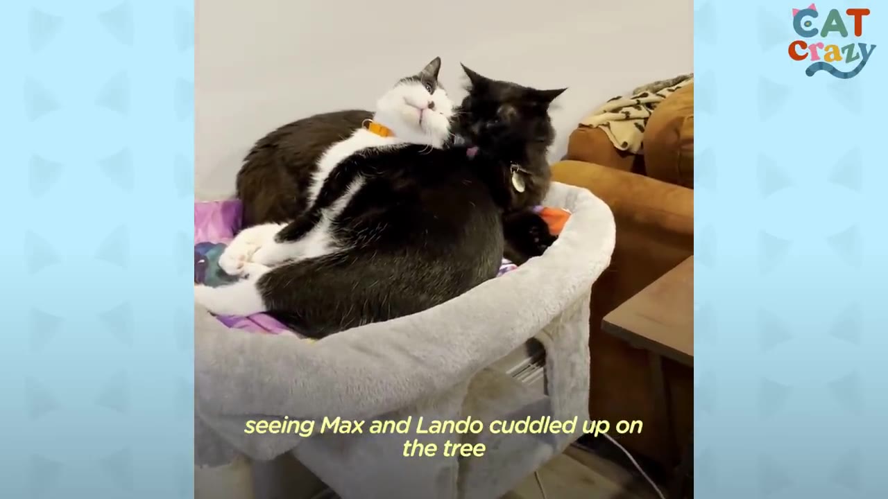A black-and-white cat and a fluffy black cat cuddle together inside a grey cat tree bed.