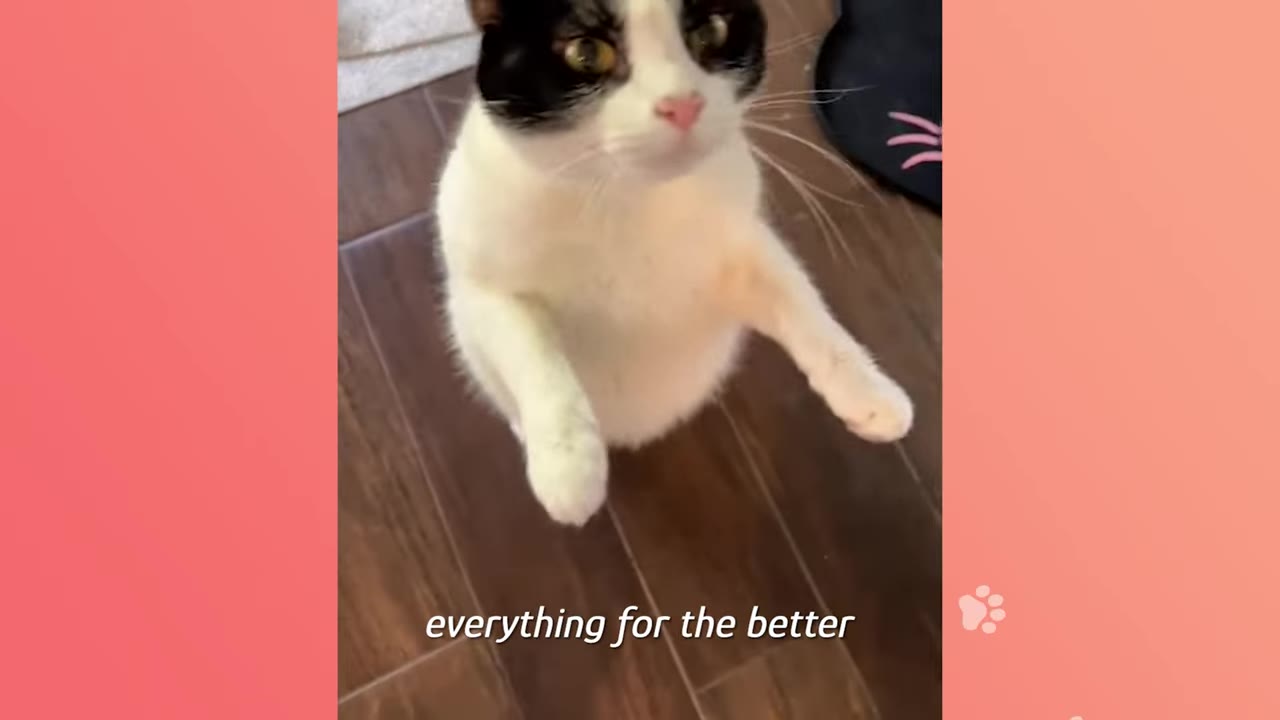 A black and white cat standing on its hind legs on a wooden floor, looking up with wide eyes.