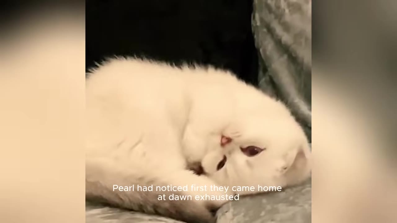 A fluffy white cat lies curled up on a grey surface, looking tired with its eyes half-closed.
