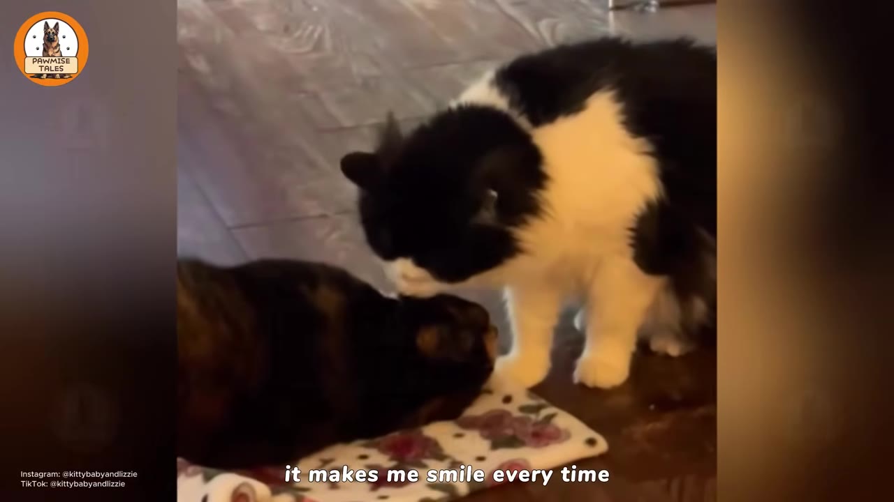 A black-and-white cat gently leans down to sniff or nuzzle a dark tortoiseshell cat lying on a floral mat.