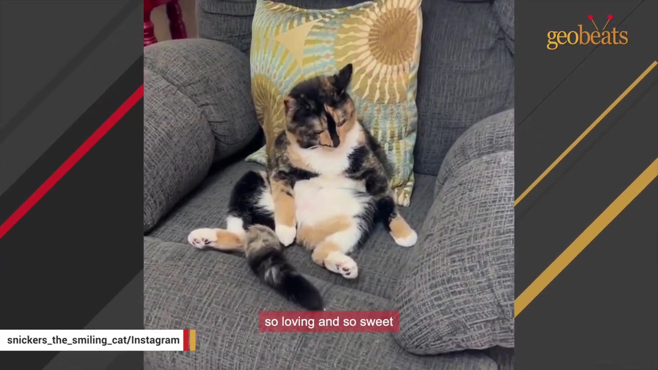 A calico cat sitting upright on a grey armchair, leaning against a patterned pillow, in a human-like sitting posture.