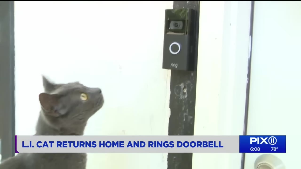 A grey cat looks up at a Ring video doorbell mounted on a doorframe.