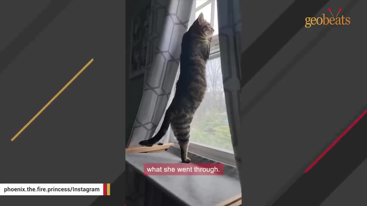 A tabby cat standing on its hind legs on a window perch, looking out the window, showing its striking coat markings.