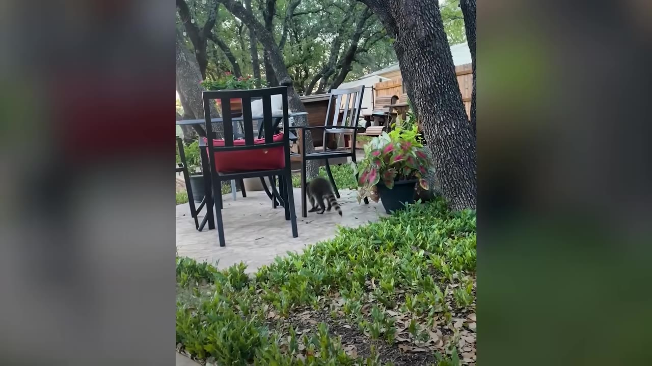 A raccoon walks away across a stone patio in a backyard, heading toward green foliage and trees.
