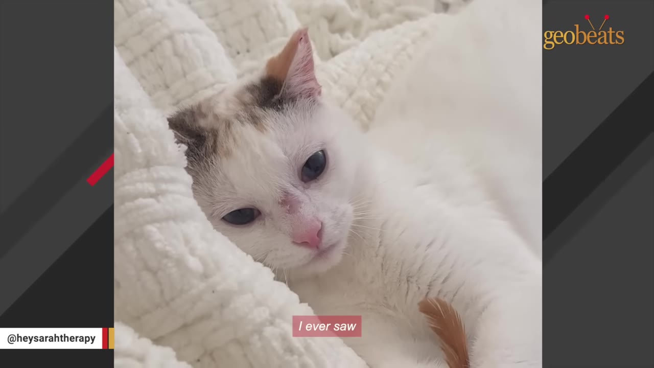A close-up of a white cat with dark eyes lying on a soft white blanket, looking directly at the camera with a gentle expression.