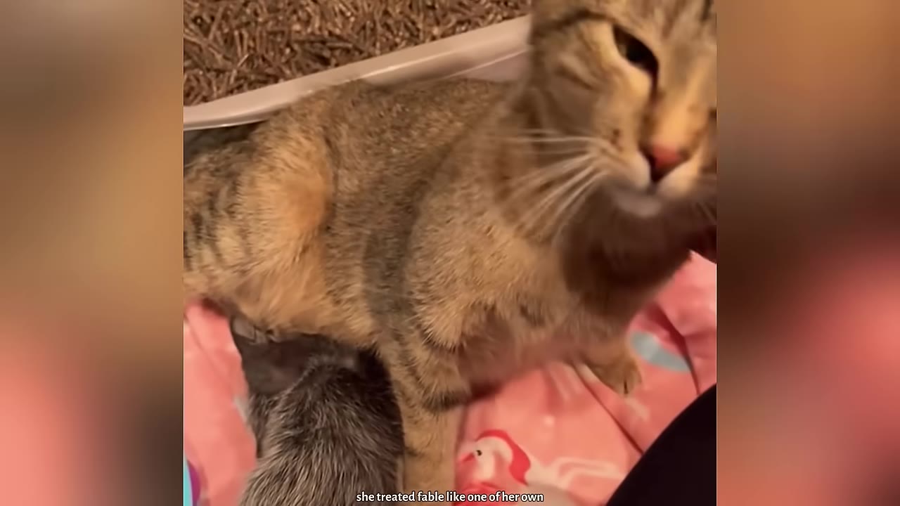 A tabby cat lying down on a pink blanket with a small dark kitten snuggled close to her side.