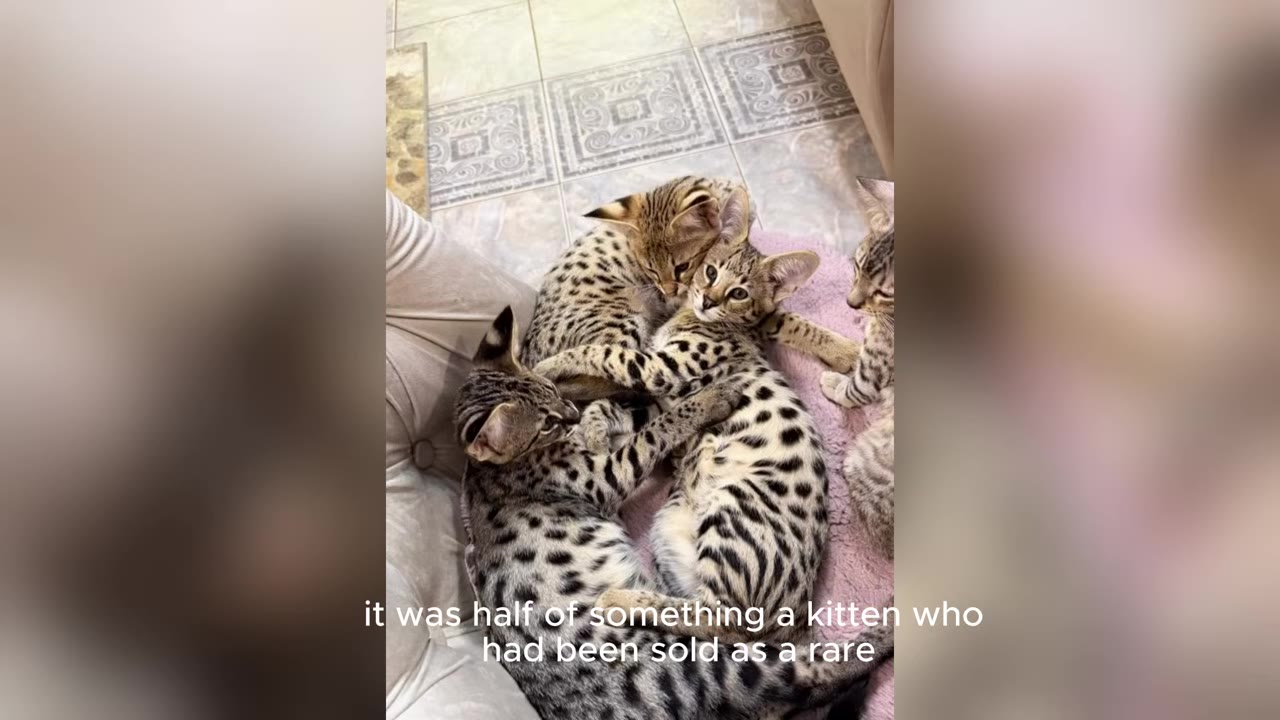 Several spotted Savannah kittens cuddling together on a pink blanket next to a couch.