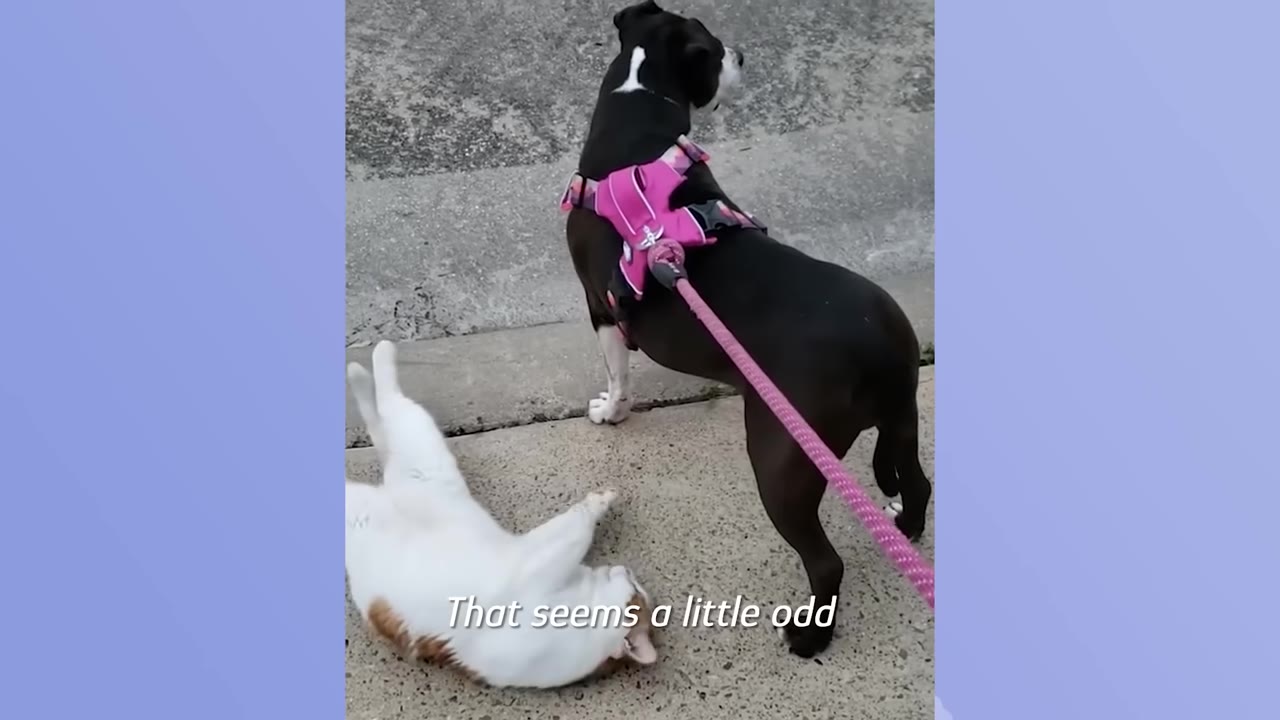 A black and white dog wearing a pink harness stands on a paved path while a white and orange cat rolls on its back on the ground next to it.