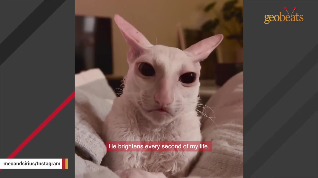 A close-up shot of a white Cornish Rex cat named Sirius looking directly at the camera with a serious expression, with text overlay reading 'He brightens every second of my life.'
