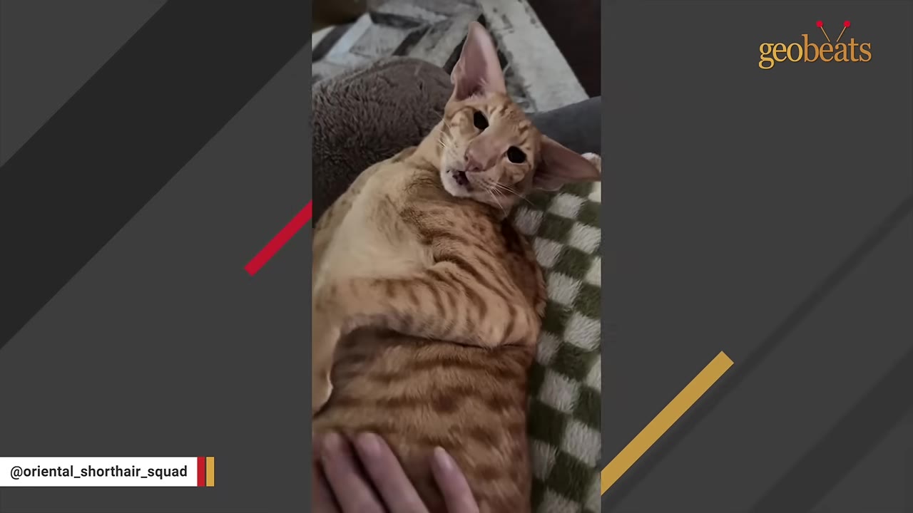 An orange tabby Oriental Shorthair cat lies on its back on a checkered blanket, looking up affectionately while a hand gently pets its belly.