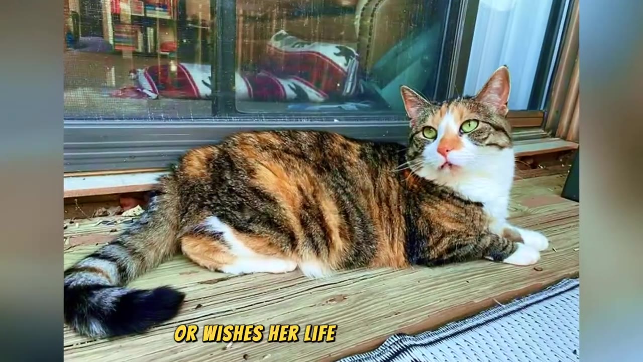 A calico cat with green eyes lies on a wooden deck outside a glass door, looking up.