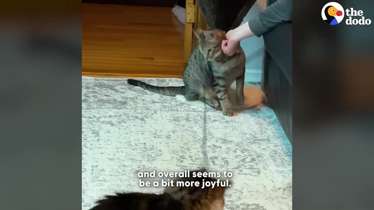 A tabby cat sits on a light-colored rug and leans into a person's hand as they gently pet its neck.