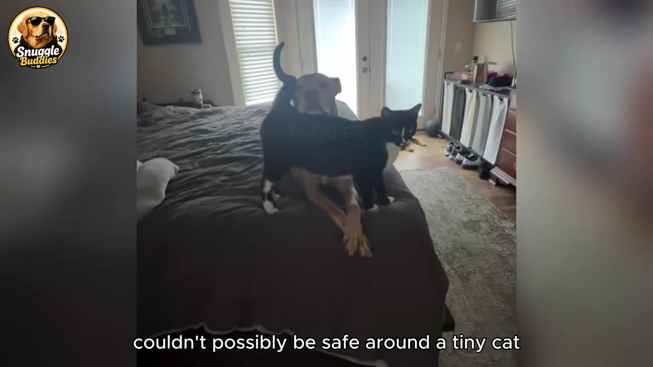 A large tan dog lies calmly on a bed while a black and white cat stands closely in front of it.