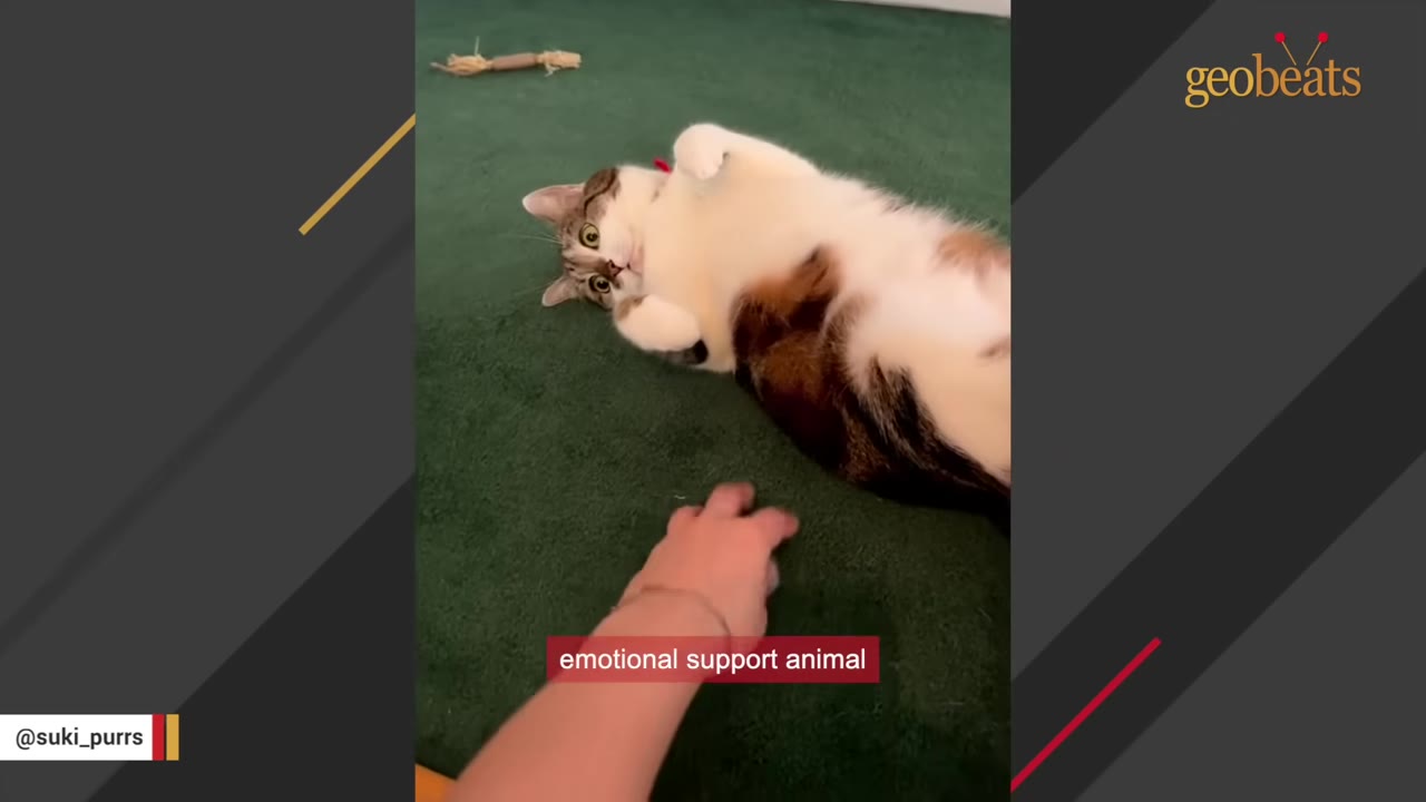 A calico and white cat lies on its back on a green carpet, looking up with wide eyes as a hand reaches toward it.