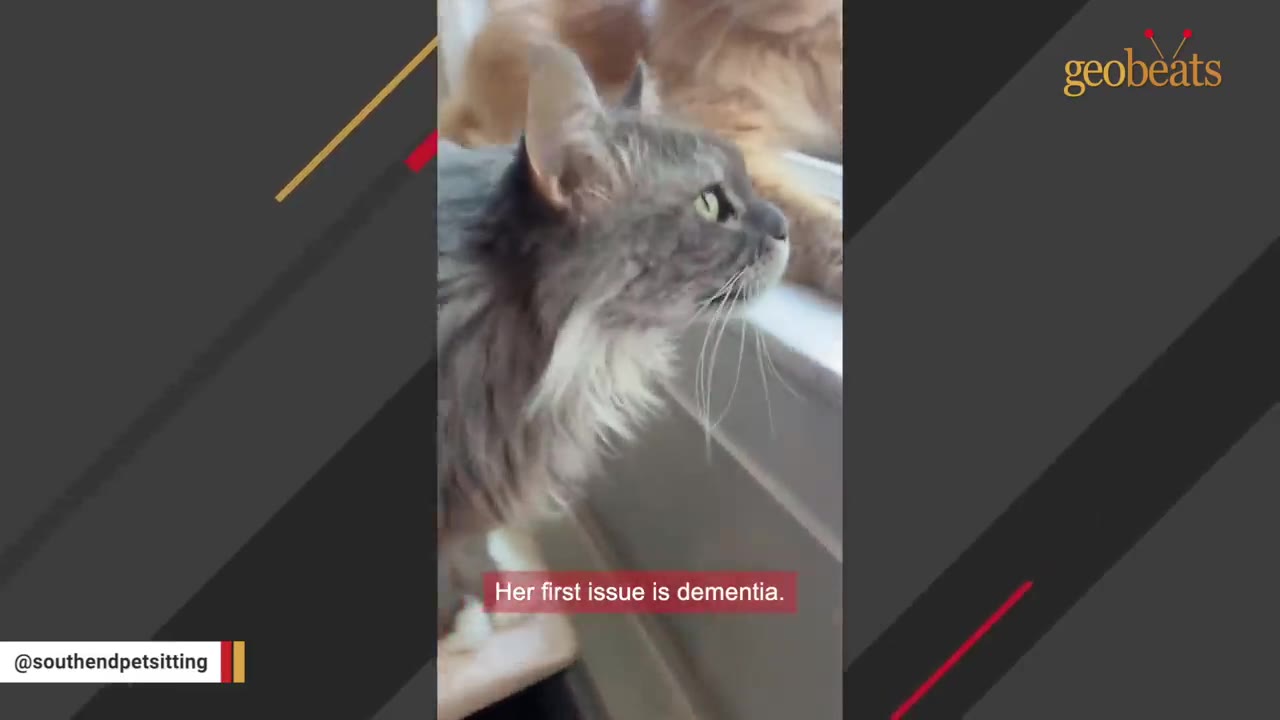 A close-up profile of a fluffy grey cat looking out a window, with a caption that reads 'Her first issue is dementia.'