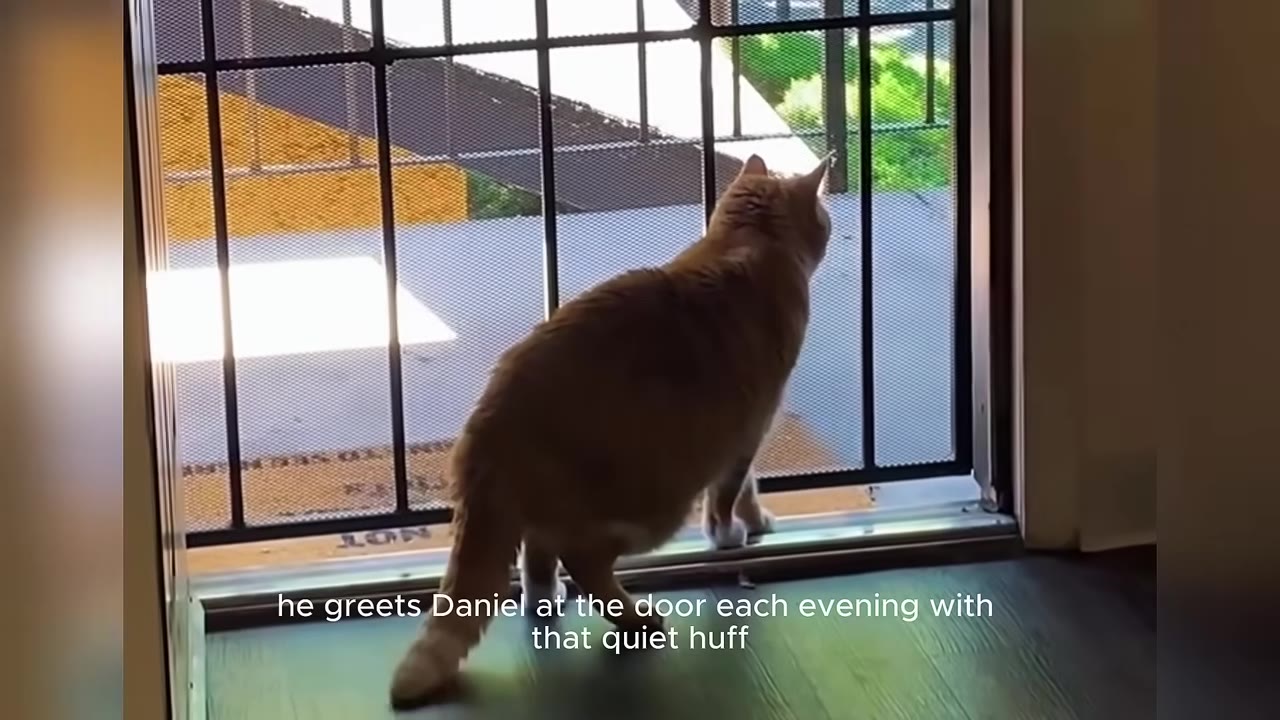 An orange and white cat stands on its hind legs looking out of a screen door.
