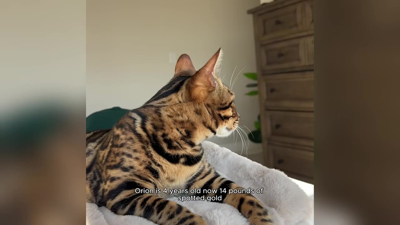 A close-up shot of Orion, a Bengal cat with a striking spotted golden coat, lying on a soft white blanket.