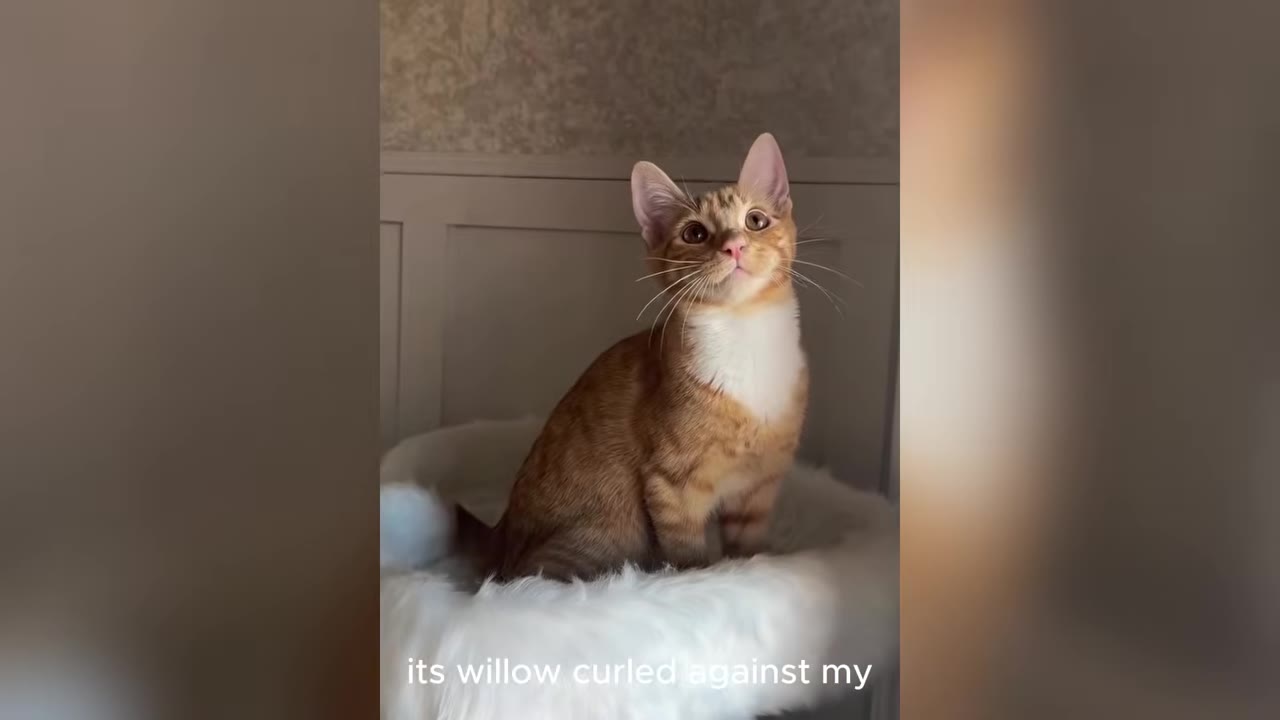 An orange and white tabby kitten sitting upright on a fluffy white pet bed, looking up with alert, bright eyes.