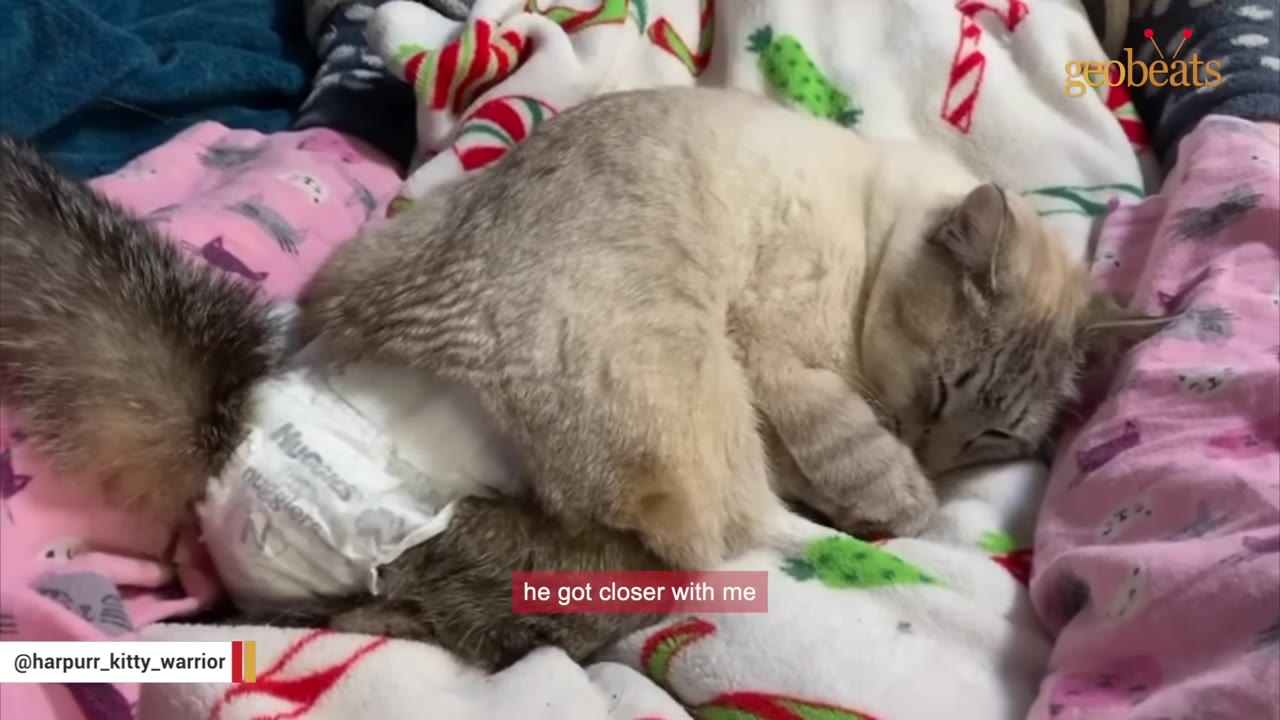 A light-colored cat wearing a diaper curls up and sleeps on a person's lap covered in colorful blankets.