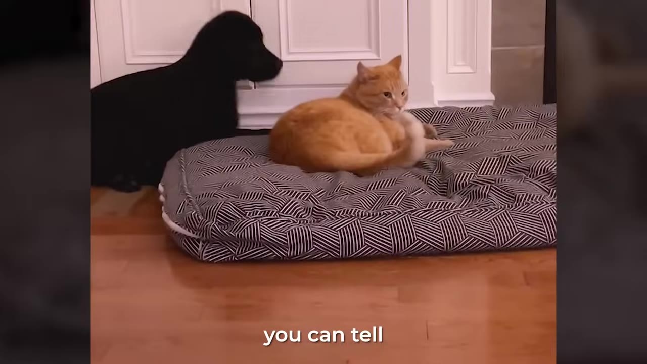 A black dog lies on the floor with its head resting near an orange cat who is curled up on a patterned pet bed.