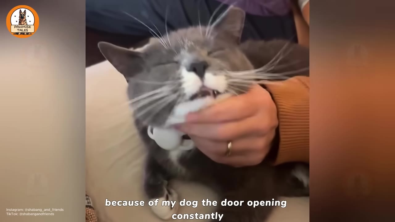 A grey and white cat closing its eyes in contentment while a person gently scratches its chin indoors.
