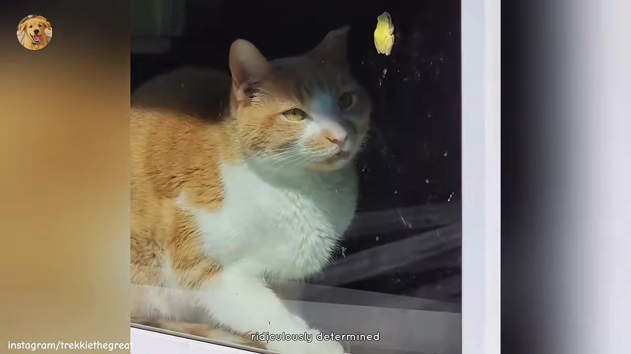 An orange and white cat looks intently through a glass window at a small green frog clinging to the outside of the pane.