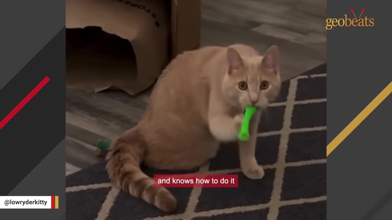 An orange cat sitting on a patterned rug holds a bright green toy in its mouth.