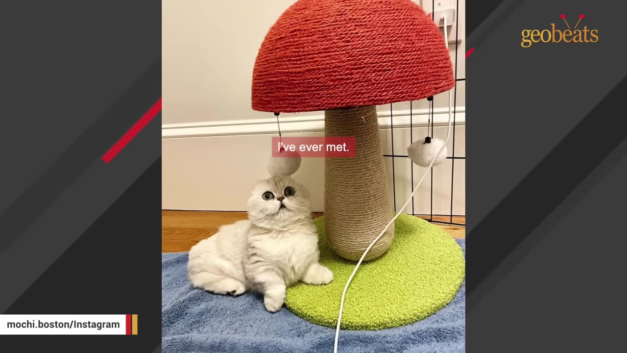 A fluffy white cat with large dark eyes sits on a blue blanket next to a mushroom-shaped cat scratcher with a red top.