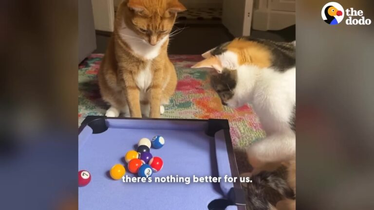 NYC Family Buys A Pool Table, But Their Mischievous Cat Decides It Belongs To Him