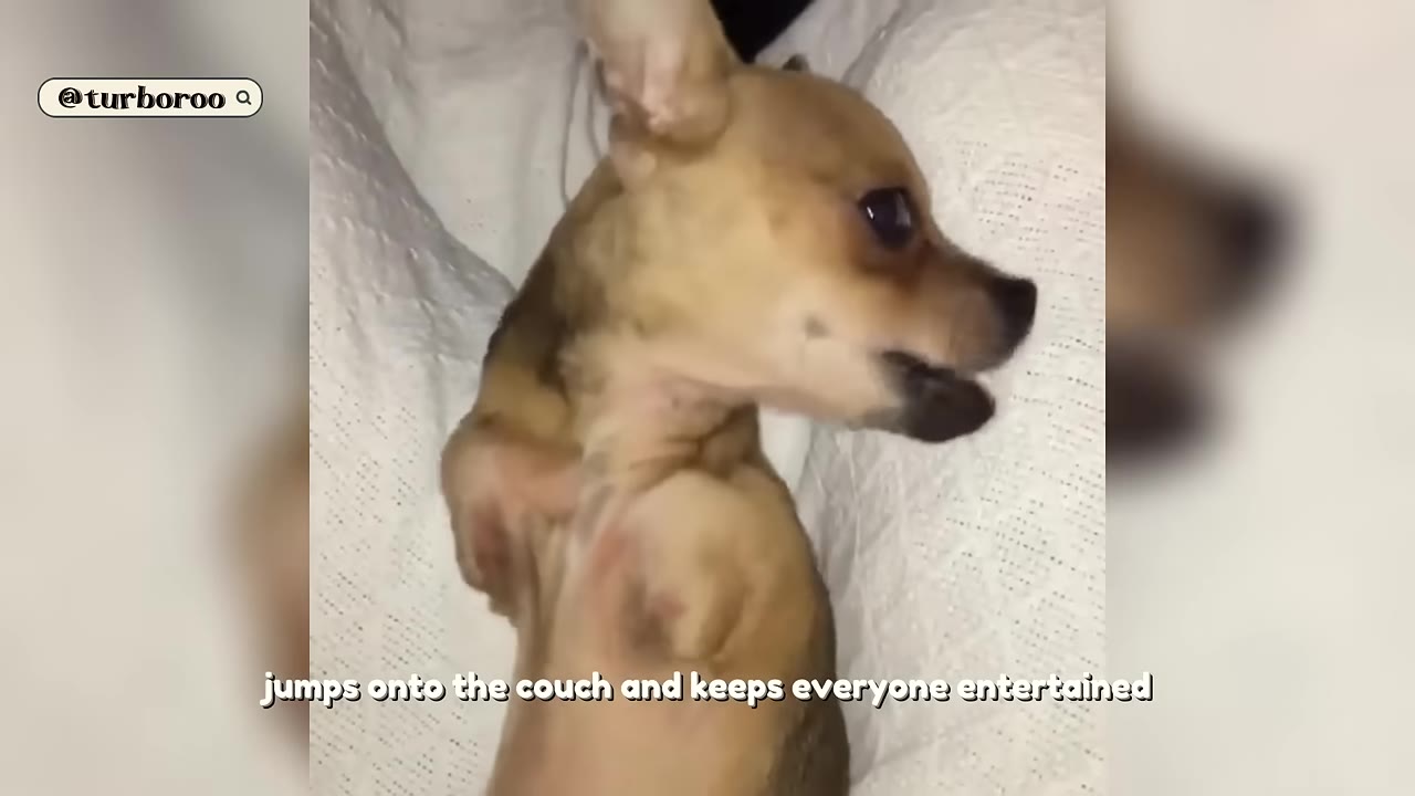 A small tan Chihuahua with missing front legs lies on a white textured couch, looking to the side.