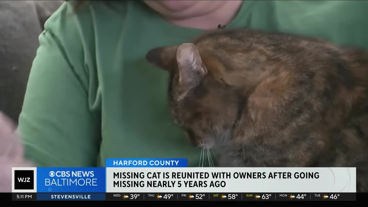 A close-up shot of a tortoiseshell cat being held by a person wearing a green shirt.