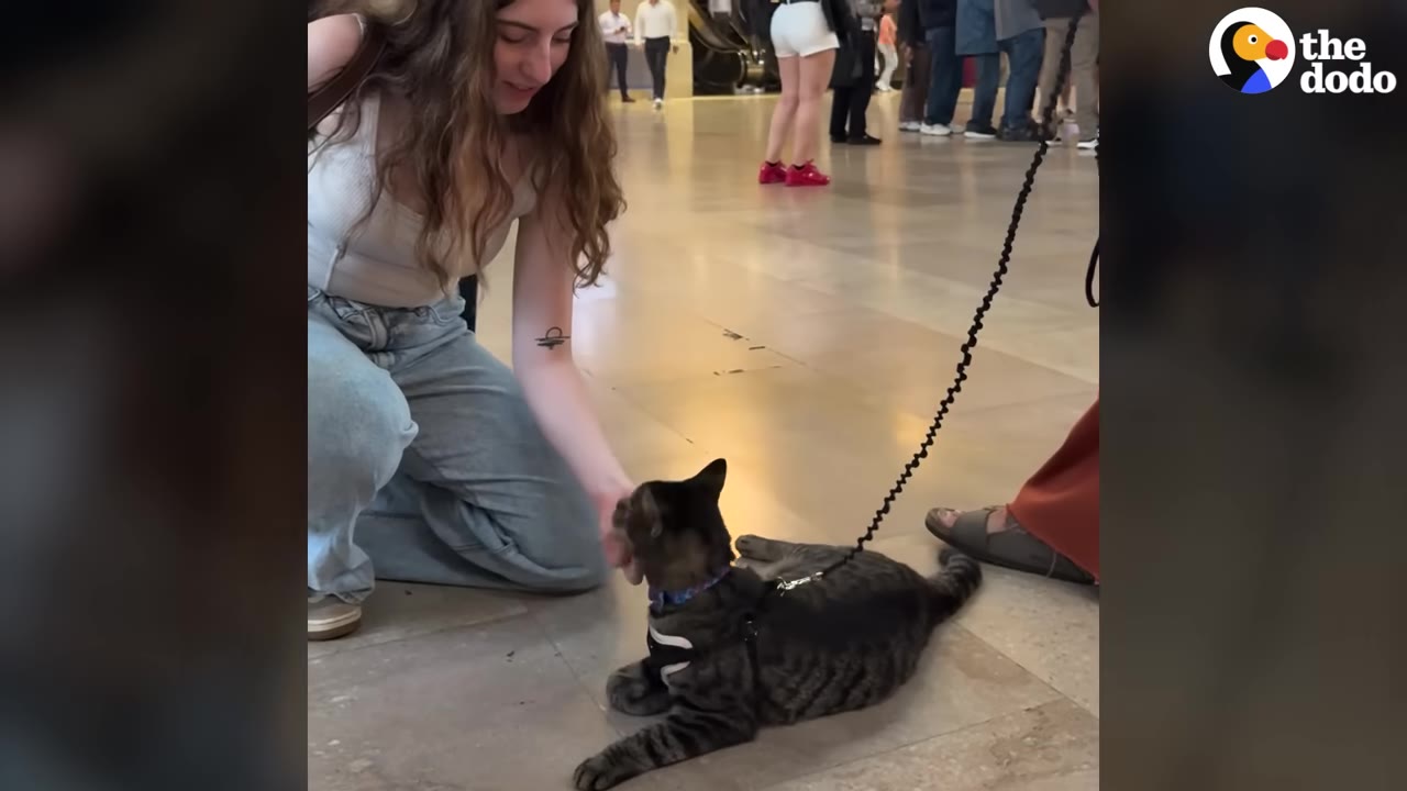 A woman kneeling down to pet a tabby cat wearing a harness and leash on a tiled floor in a busy public space.