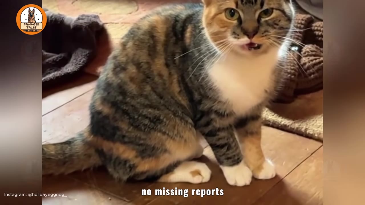 A calico and tabby cat with white paws and chest sits on a wooden floor, looking towards the camera.