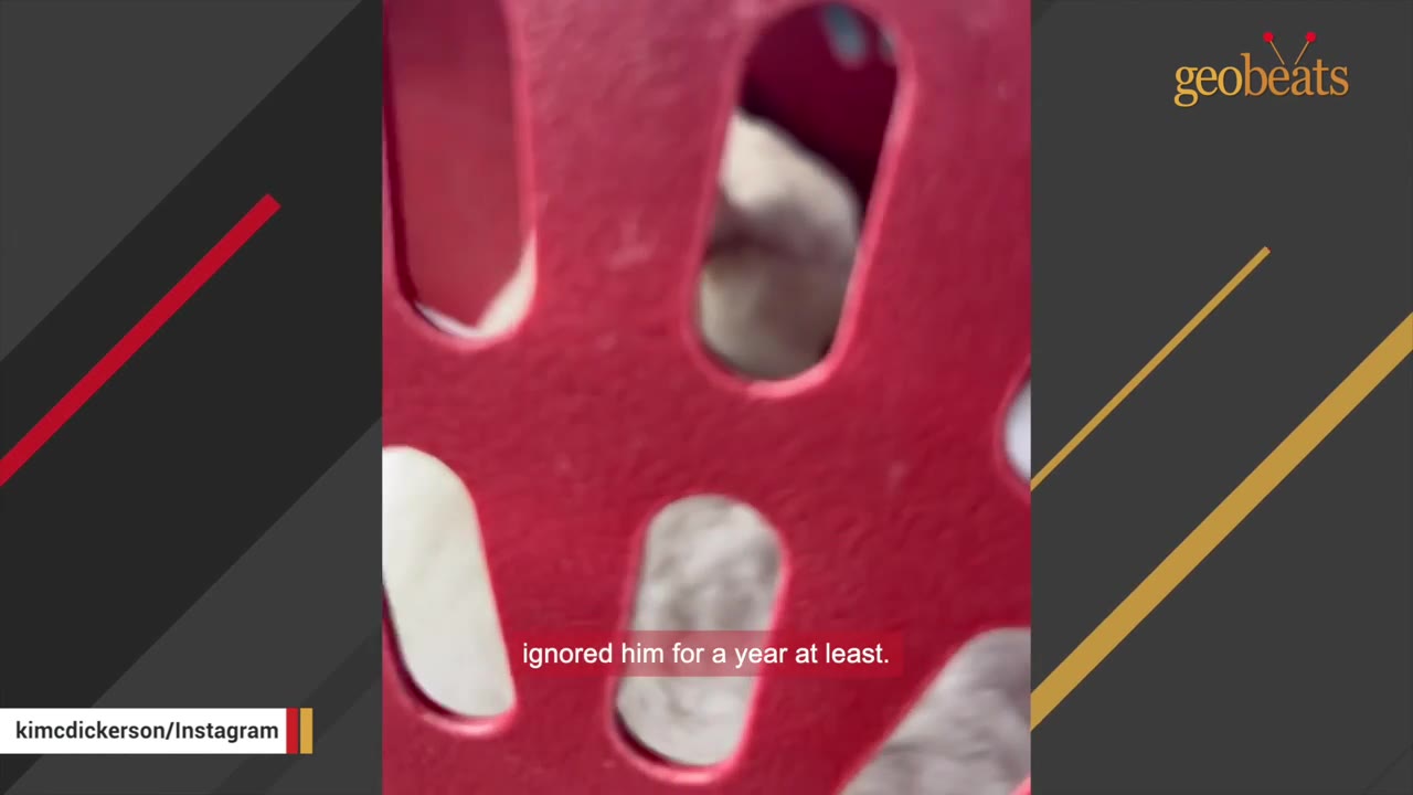 A close-up shot of a white animal visible through the holes of a red plastic basket, with a subtitle that reads 'ignored him for a year at least.'