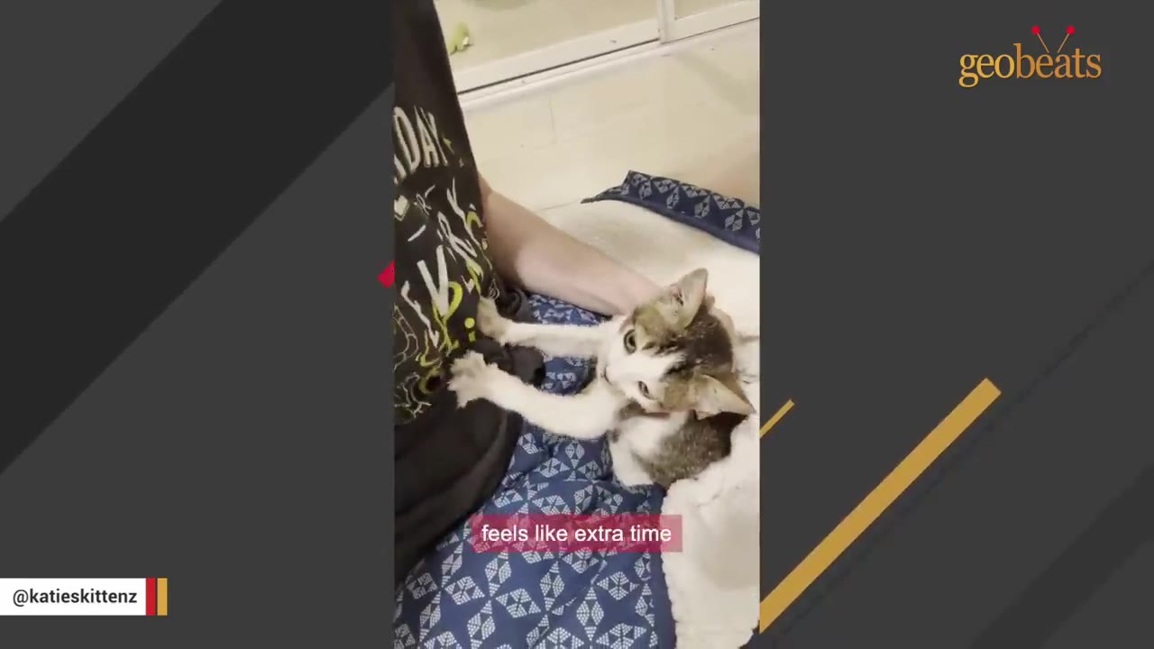 A brown and white cat named Captain looks up while resting its paws on a person's chest.