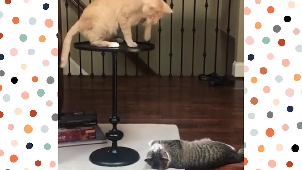 An orange cat stands on a tall, thin black pedestal table, looking down at a tabby cat lying relaxed on the floor below.
