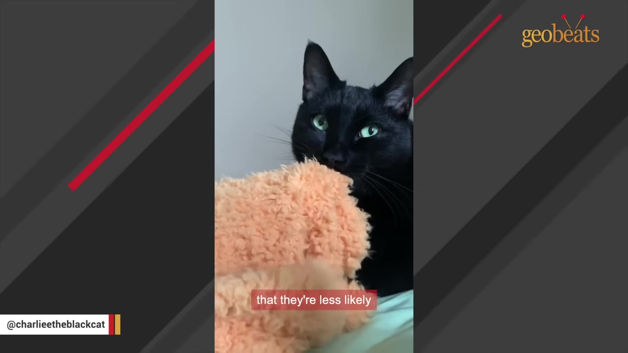 A close-up of a black cat with bright green eyes holding a fuzzy orange blanket in its mouth.