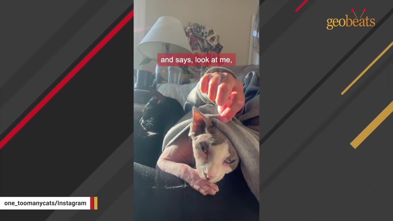 A hairless Sphynx cat peeks out from under a grey sweatshirt, looking directly at the camera with a serious expression while a black cat sits in the background.