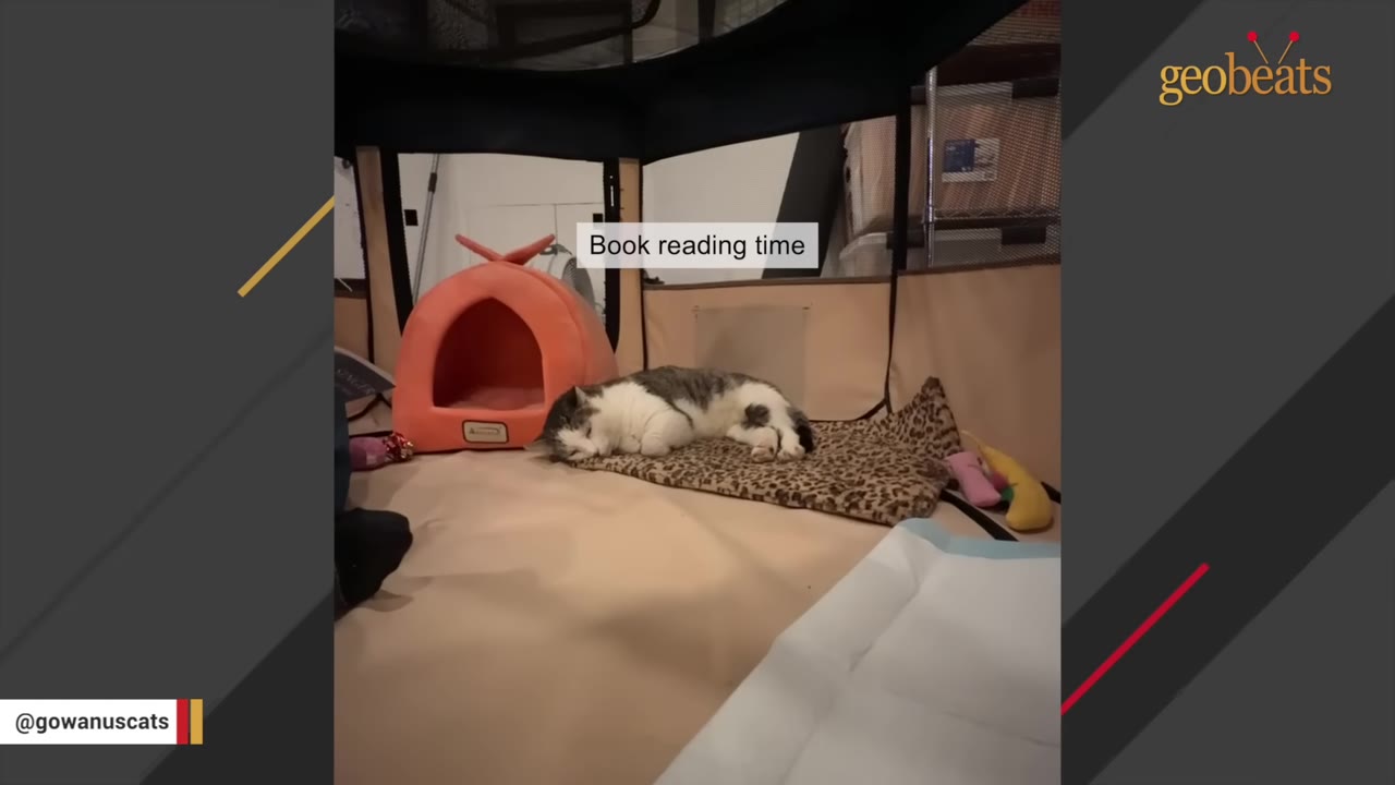 A grey and white cat named Big Boi sleeps peacefully on a leopard-print mat inside a playpen next to a small orange cat dome.