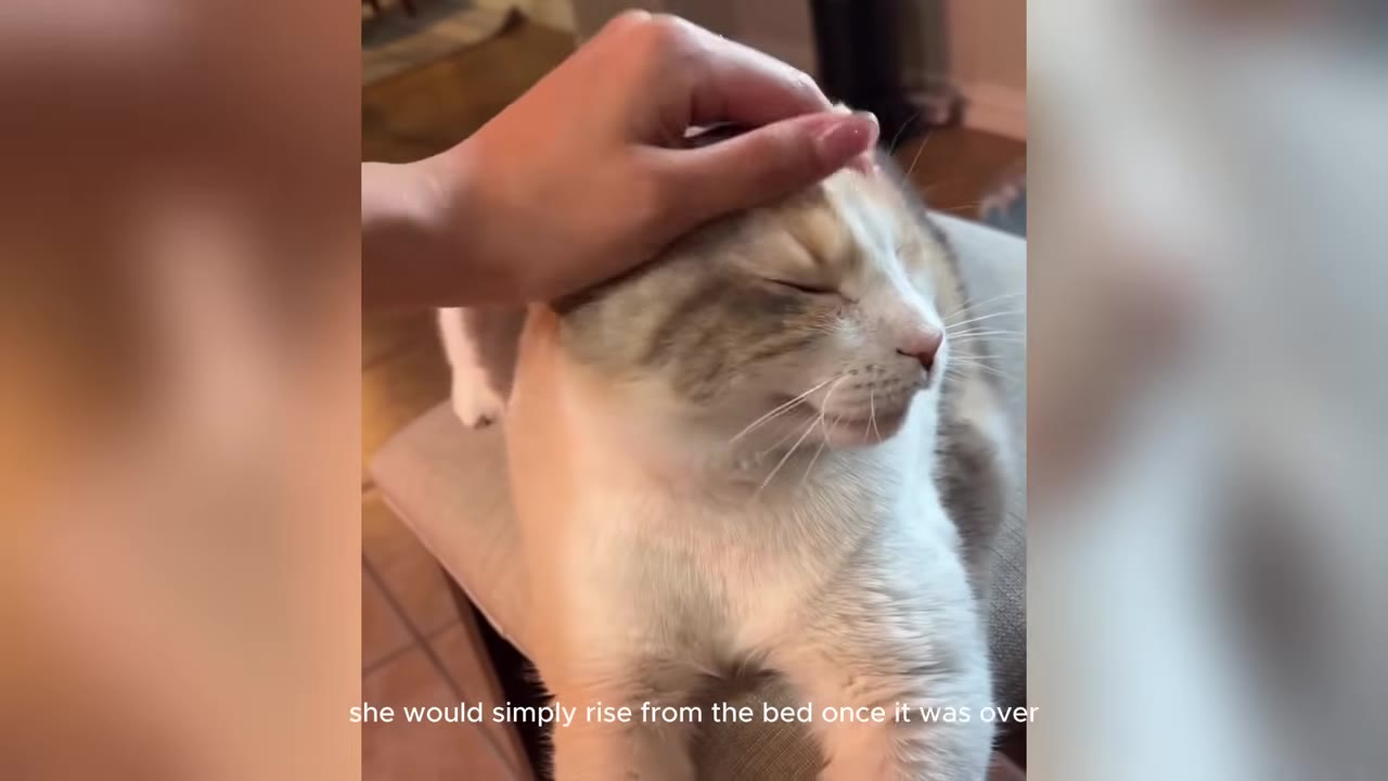 A close-up of a light-colored cat with its eyes closed, being gently petted on the head by a person's hand.
