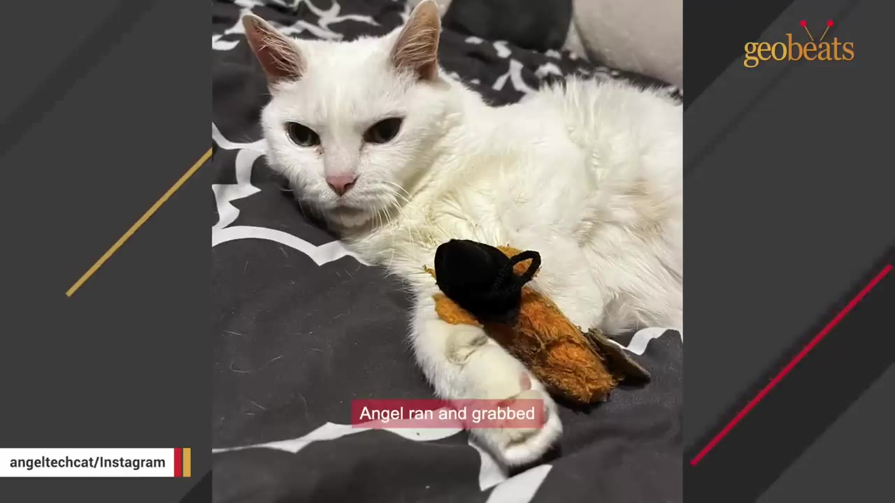 A white cat lying on a black and white patterned blanket, holding a small toy under its paw.
