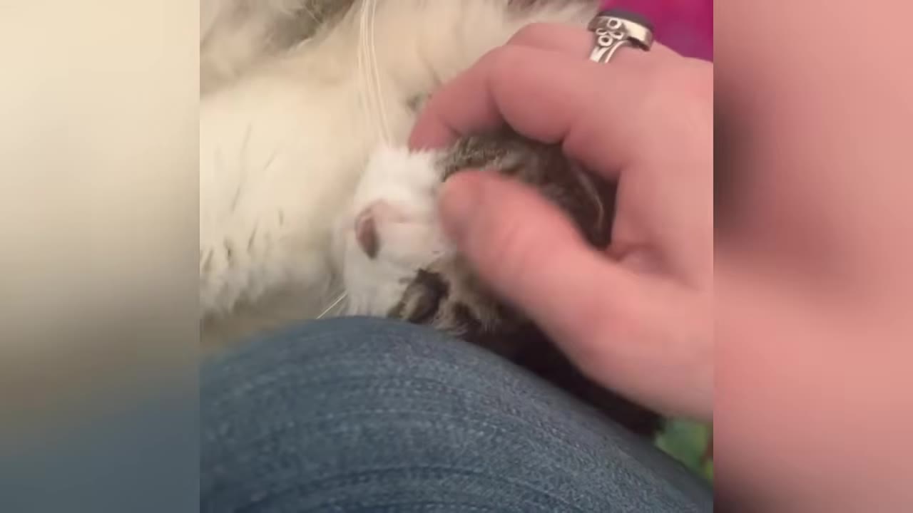 A close-up shot of a fluffy white and brown cat pressing its head against a person's hand as they gently pet its head.