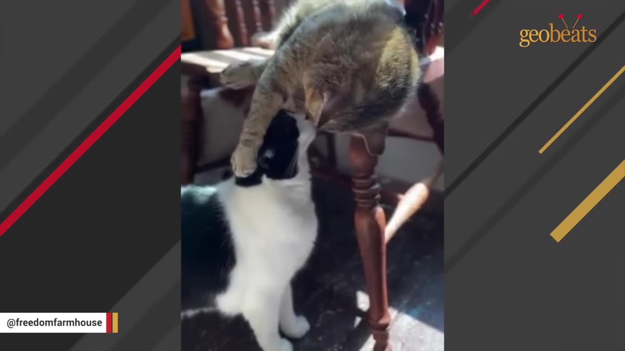 A brown tabby cat leans down from a wooden chair to gently touch noses with a black and white cat standing on the floor.