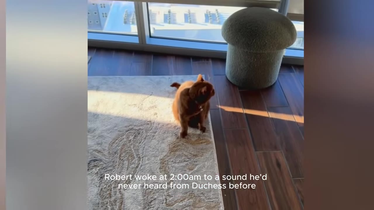 A brown cat sits on a light-colored rug near a window, with text overlay reading 'Robert woke at 2:00am to a sound he'd never heard from Duchess before'.