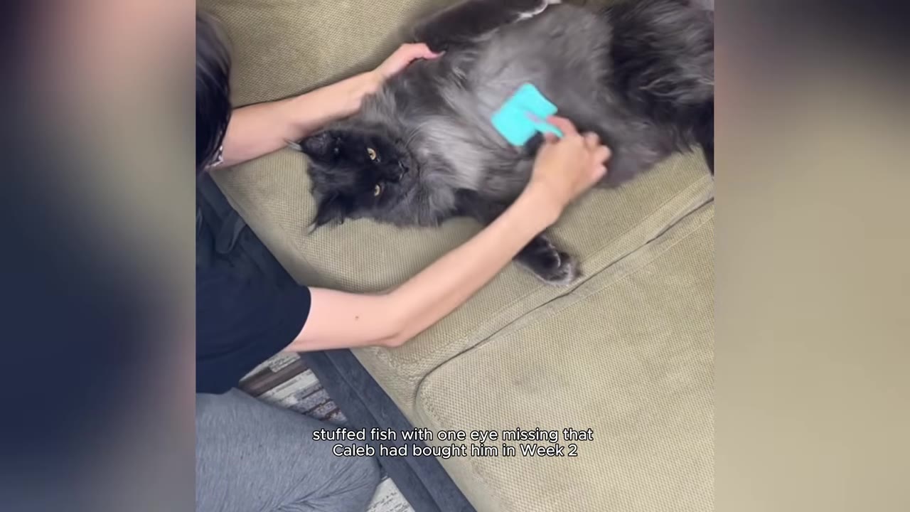 A fluffy grey cat lies on its back on a beige couch while a person brushes its belly with a small blue brush.