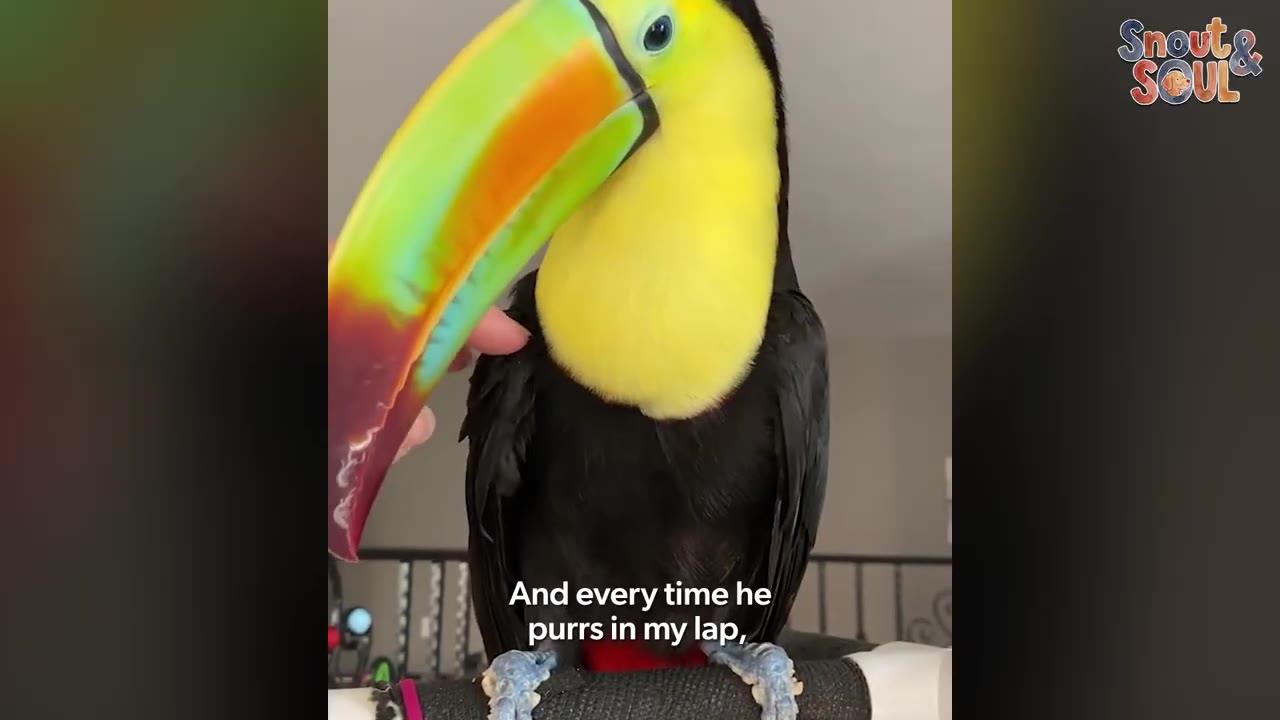 A close-up shot of a toucan with a vibrant green, yellow, and orange beak being gently petted by a hand.