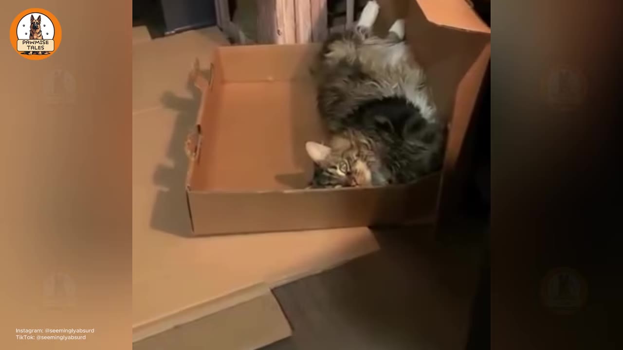 A fluffy, long-haired tabby cat lying on its back inside a cardboard box.