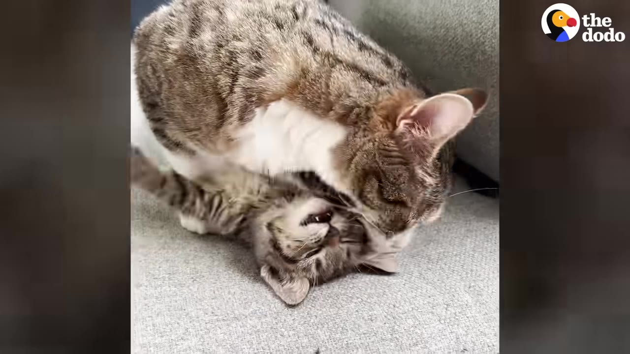 A tabby and white cat gently grooms a smaller tabby kitten lying on its back on a grey sofa.