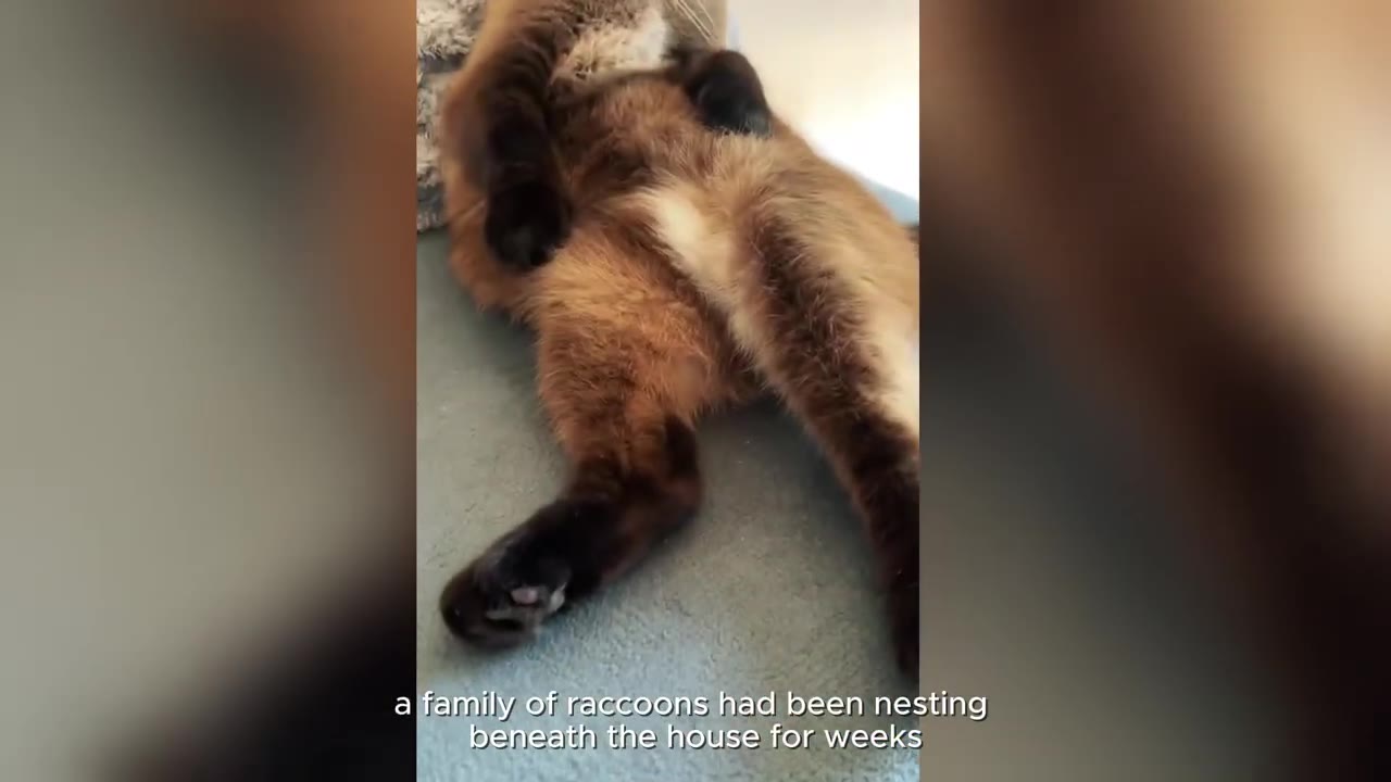 A close-up of a Siamese cat lying on its back, with text at the bottom reading 'a family of raccoons had been nesting beneath the house for weeks'.