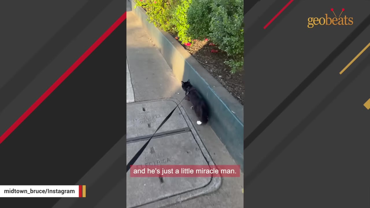A black cat wearing a harness walks on a leash along a sidewalk next to a garden bed.